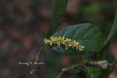 Epiprinus mallotiformis
